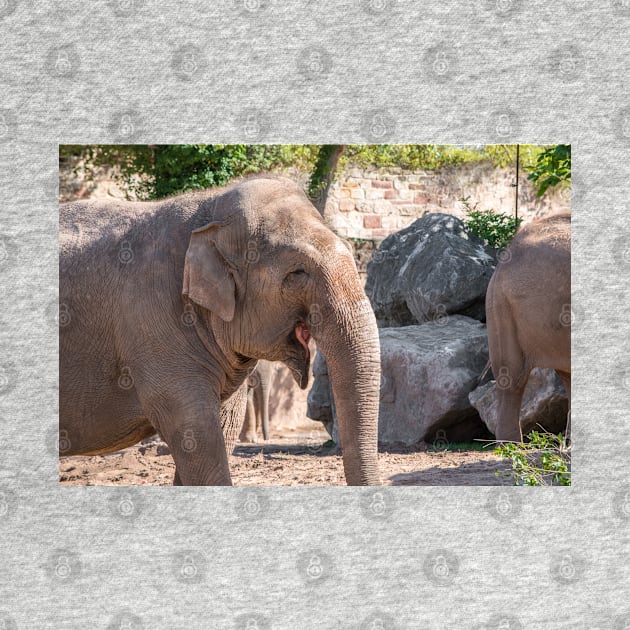 Close up of an Asian Elephant face by Russell102